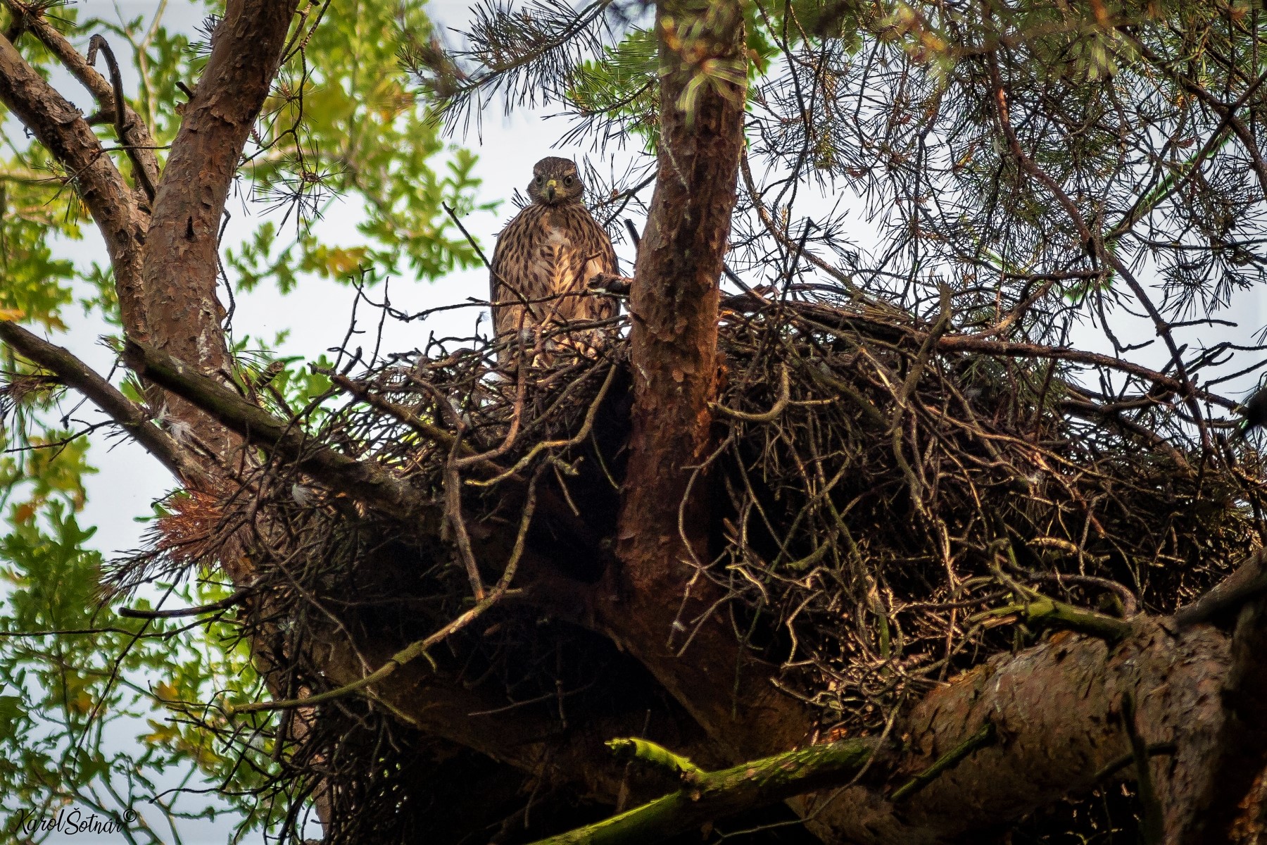 Ochrana dravcov na Slovensku