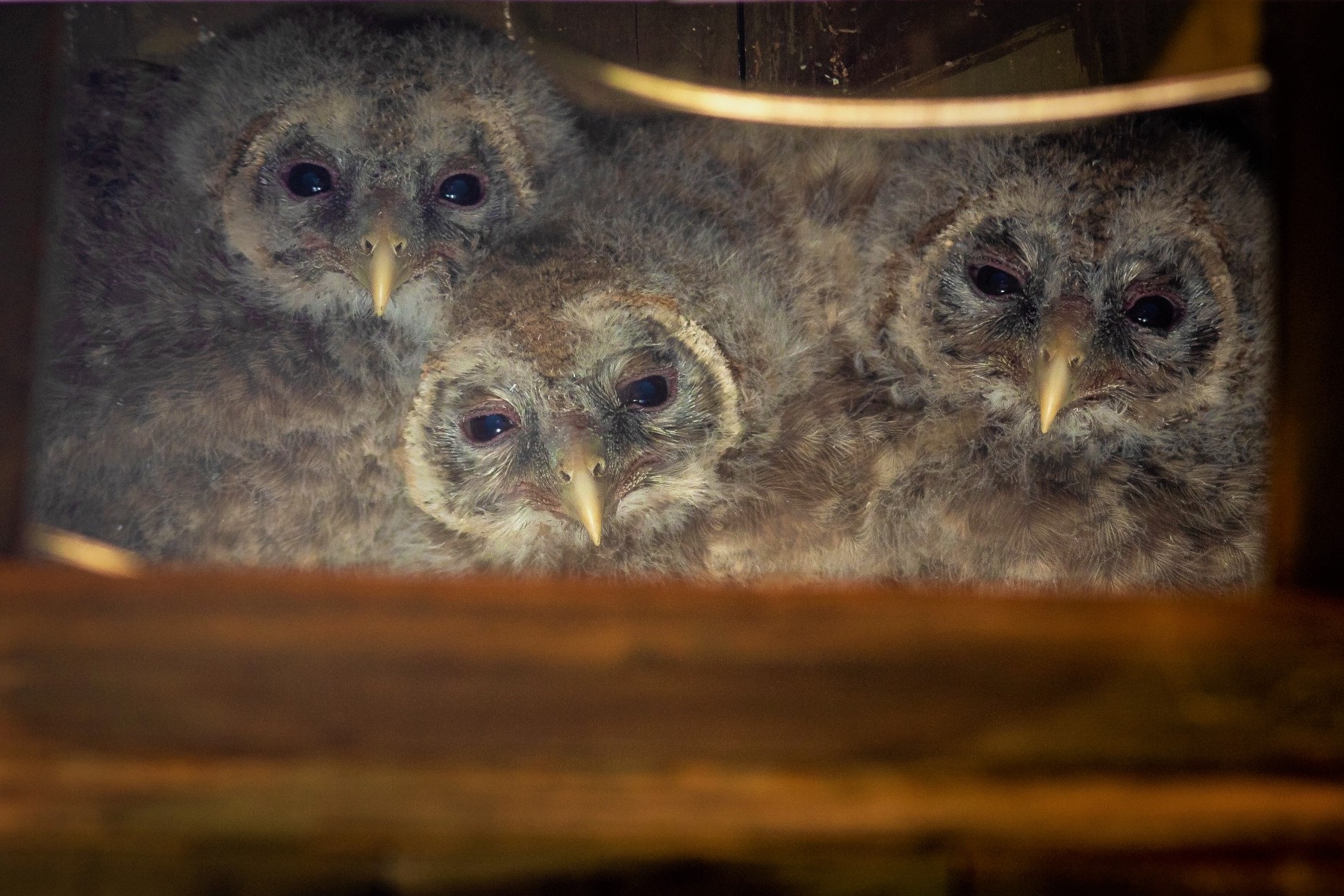 Ochrana dravcov na Slovensku