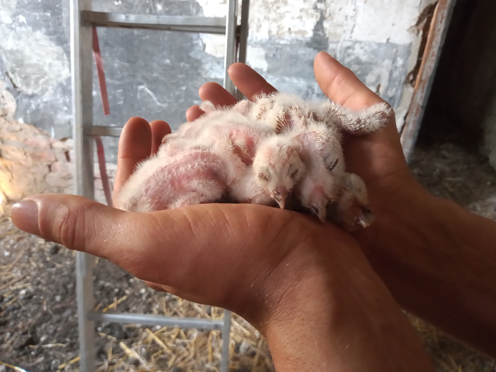 Ochrana dravcov na Slovensku