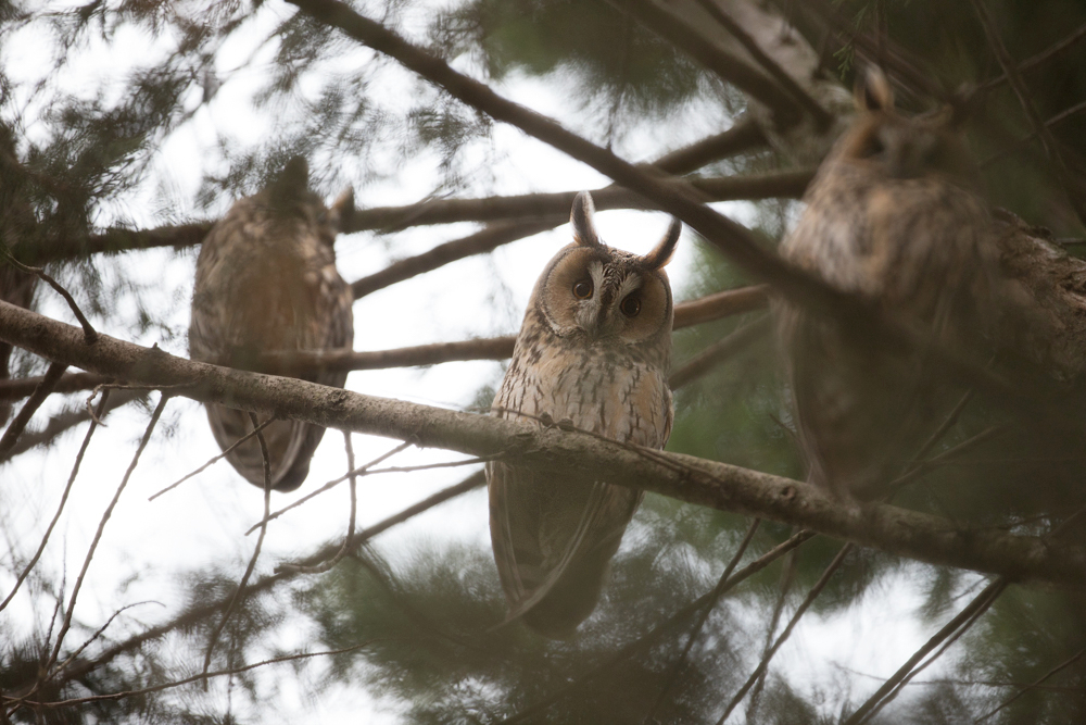 Ochrana dravcov na Slovensku