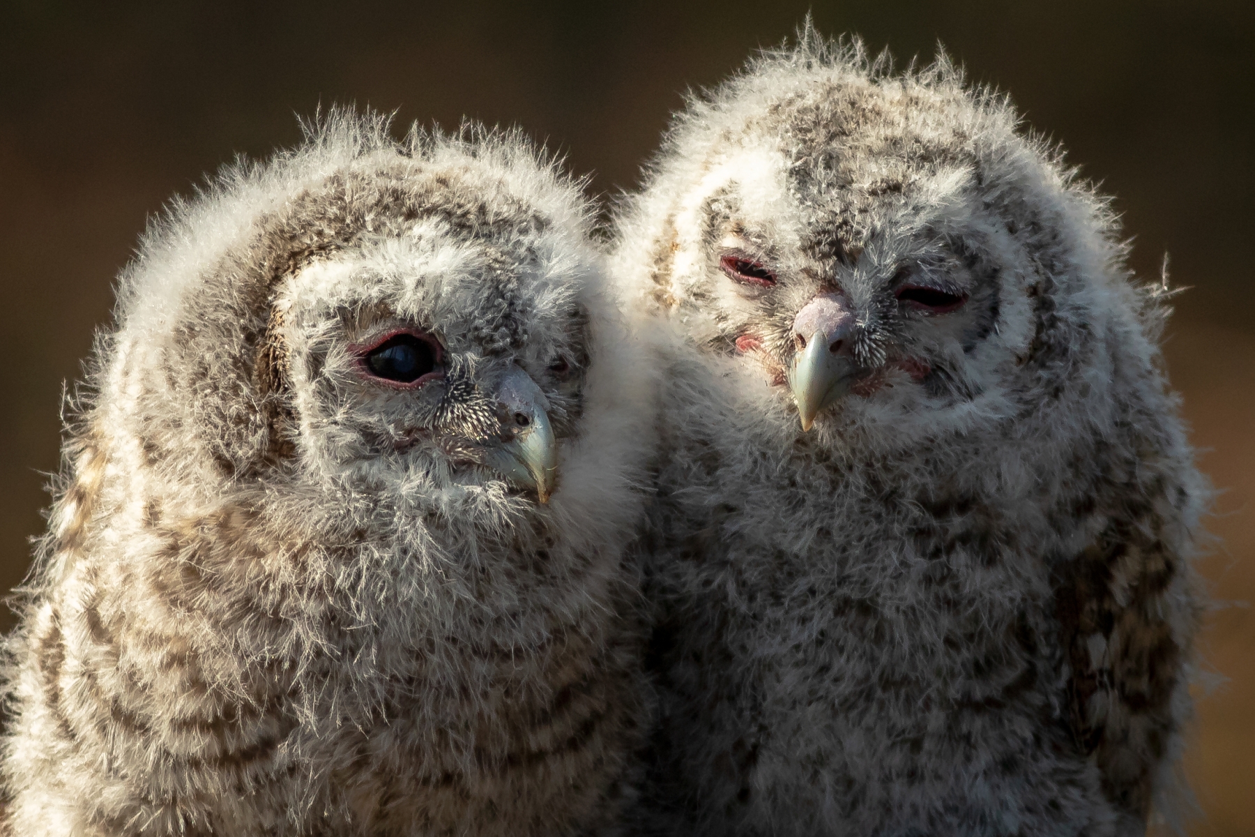 Ochrana dravcov na Slovensku