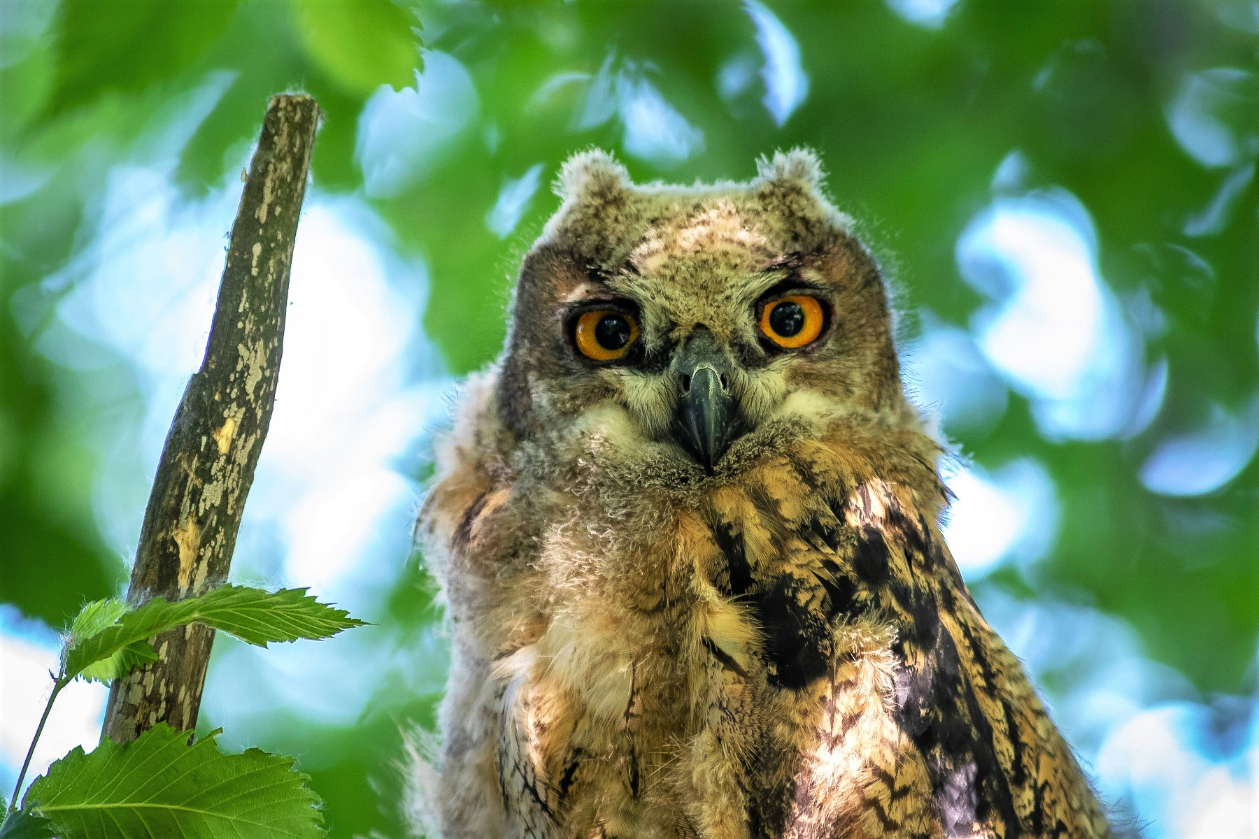 Ochrana dravcov na Slovensku