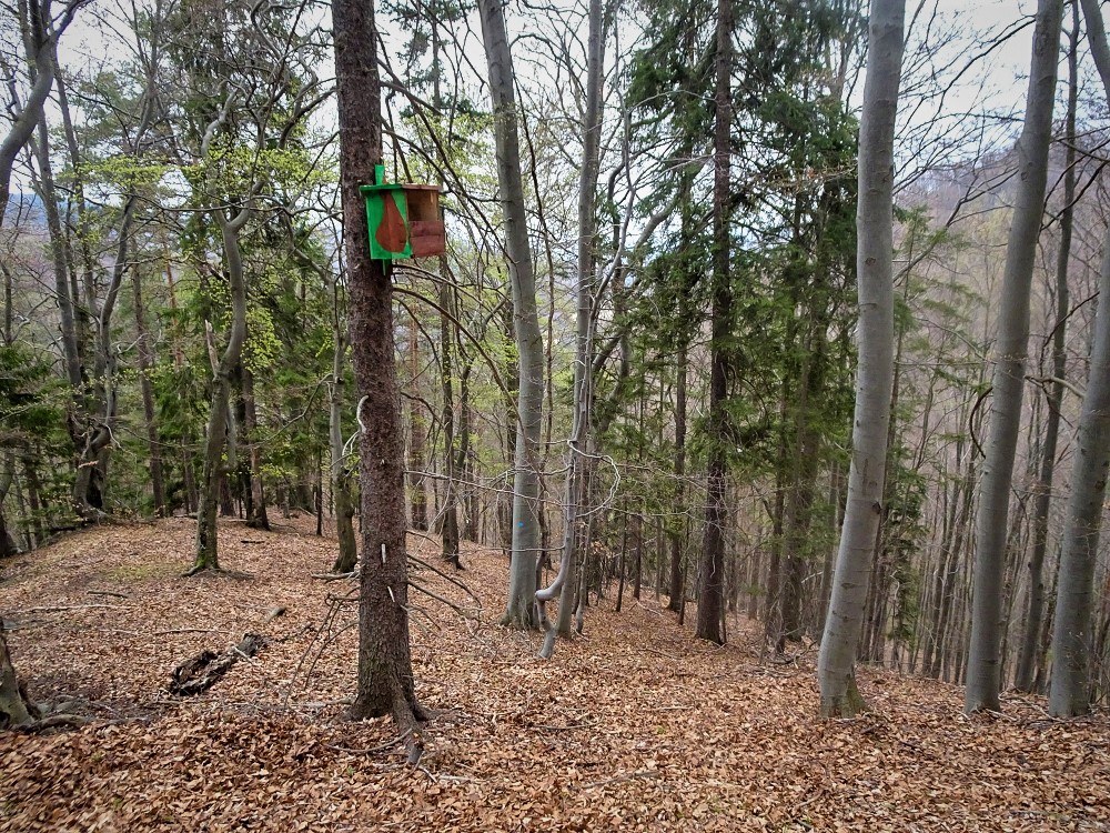 Ochrana dravcov na Slovensku