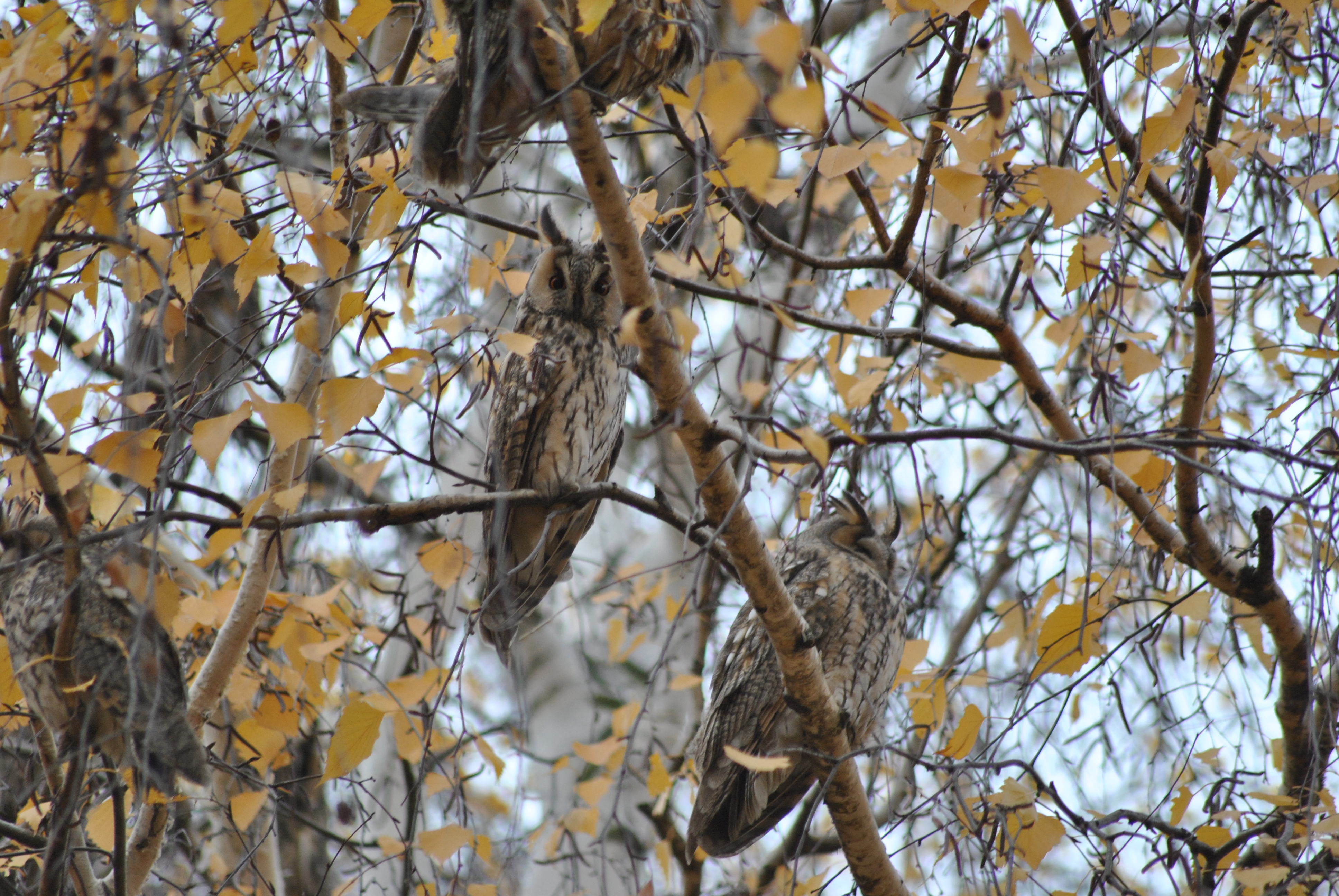 Ochrana dravcov na Slovensku