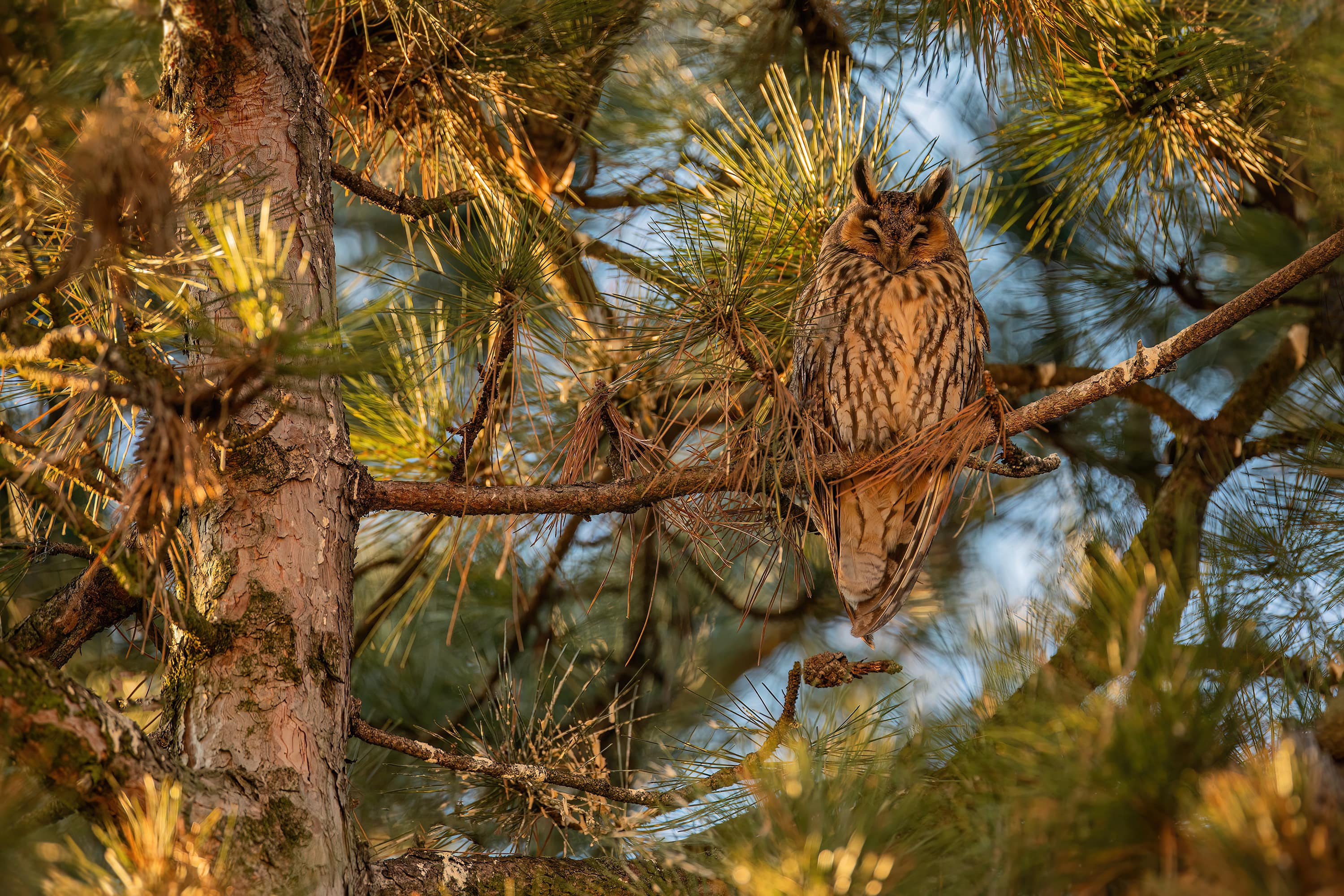 Ochrana dravcov na Slovensku