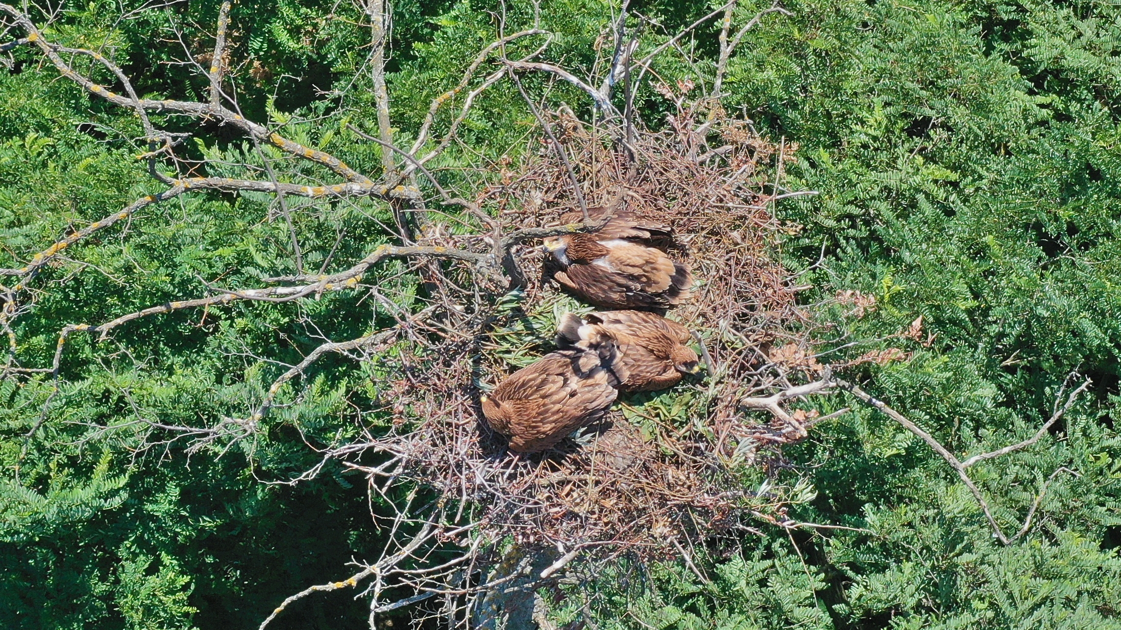 Ochrana dravcov na Slovensku