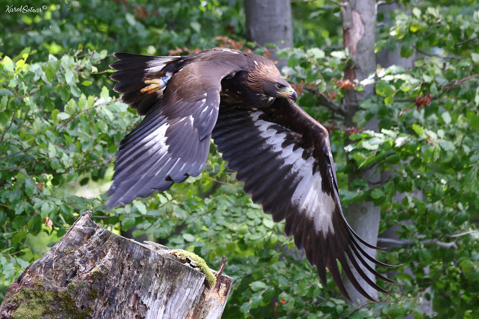 Ochrana dravcov na Slovensku