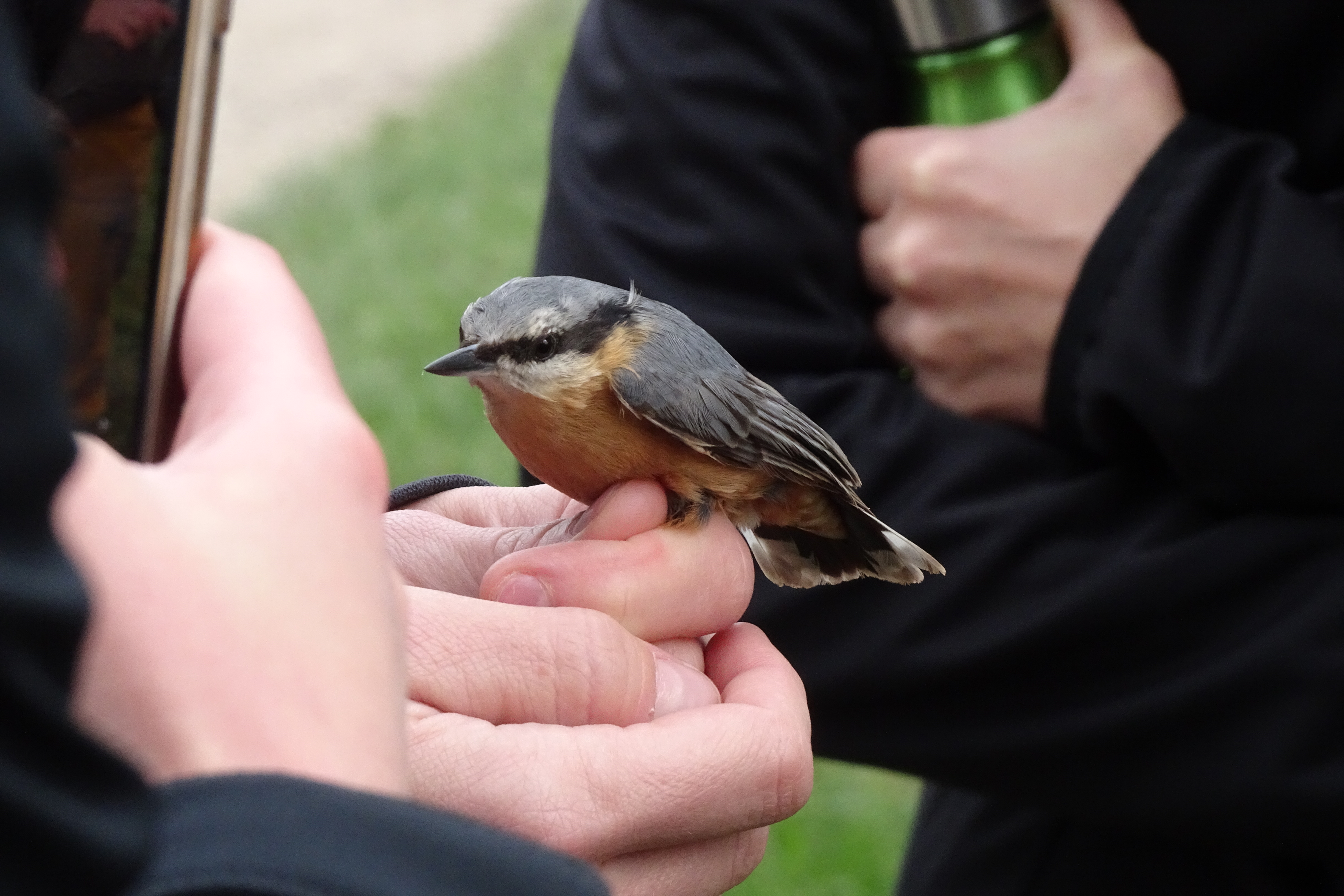 Ochrana dravcov na Slovensku