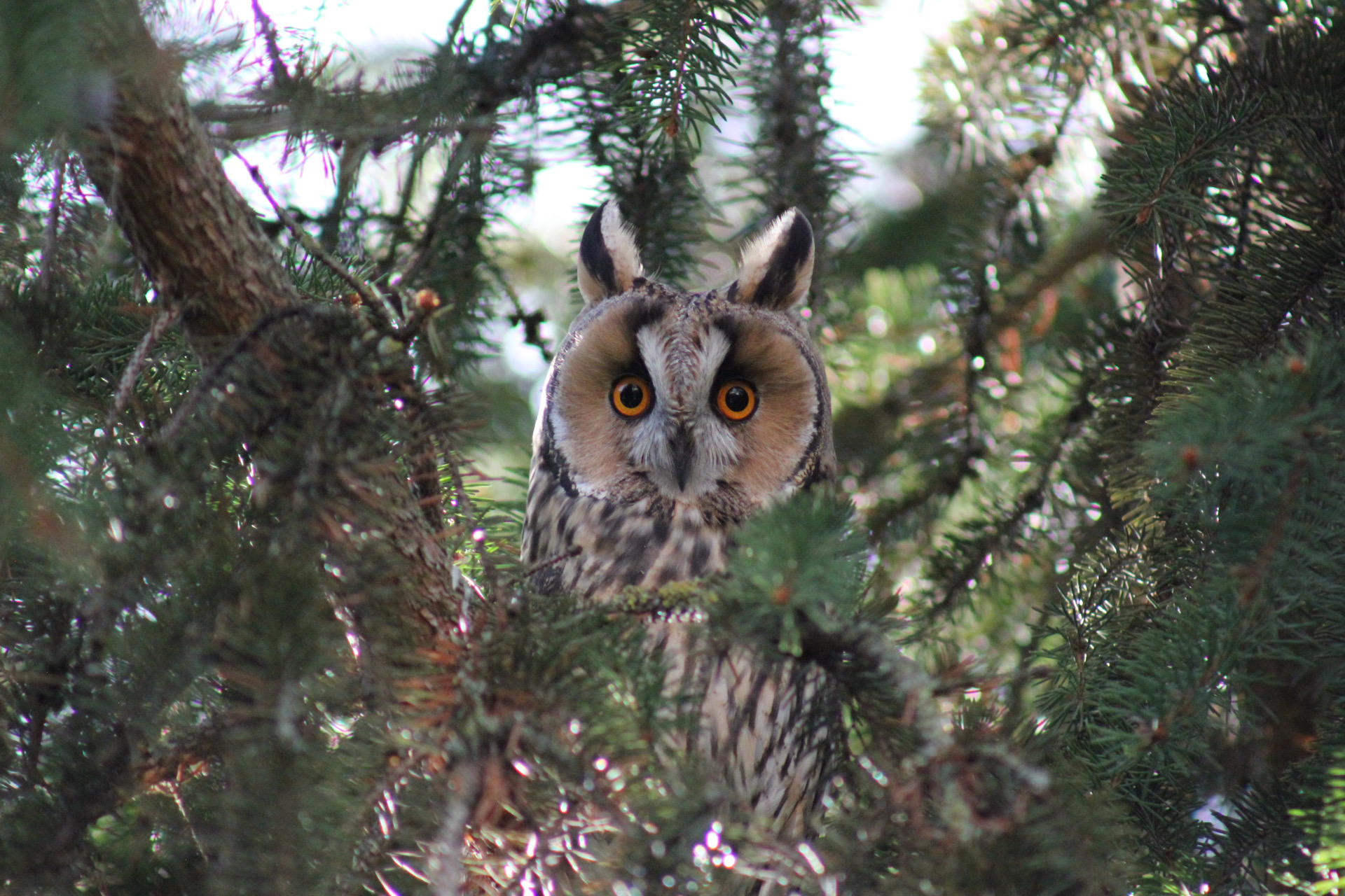 Ochrana dravcov na Slovensku
