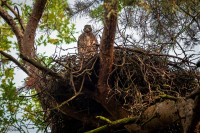 Ochrana dravcov na Slovensku
