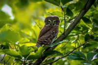 Ochrana dravcov na Slovensku