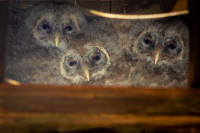 Ochrana dravcov na Slovensku