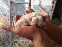 Ochrana dravcov na Slovensku