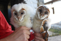 Ochrana dravcov na Slovensku