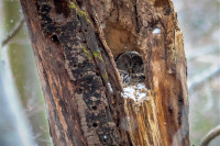 Ochrana dravcov na Slovensku