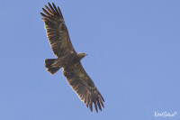 Ochrana dravcov na Slovensku