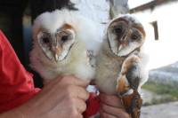 Ochrana dravcov na Slovensku