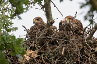Ochrana dravcov na Slovensku