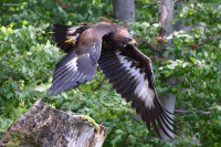 Ochrana dravcov na Slovensku