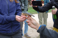 Ochrana dravcov na Slovensku