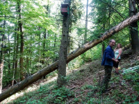 Ochrana dravcov na Slovensku