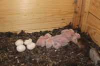 Ochrana dravcov na Slovensku