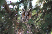 Ochrana dravcov na Slovensku