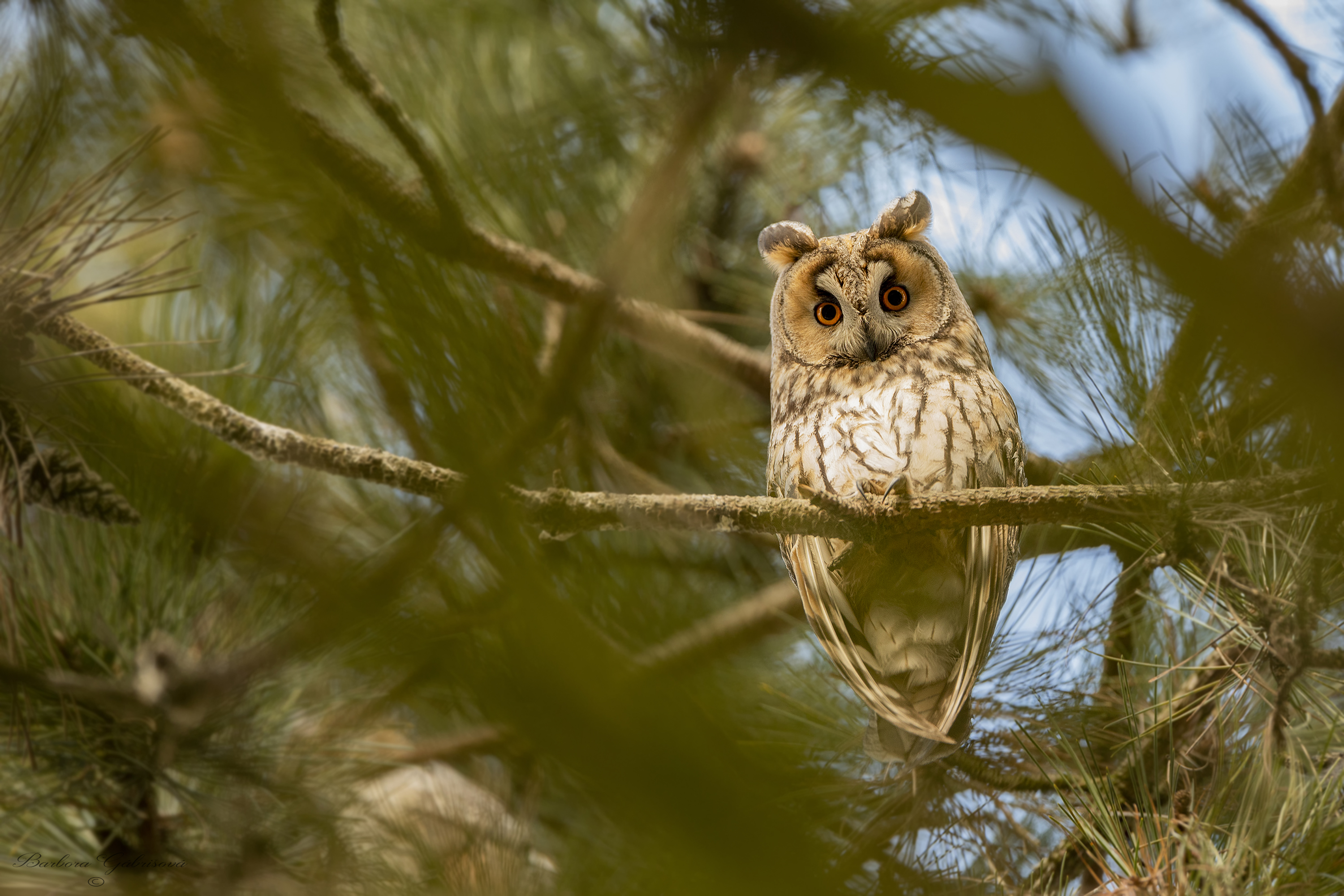 Ochrana dravcov na Slovensku