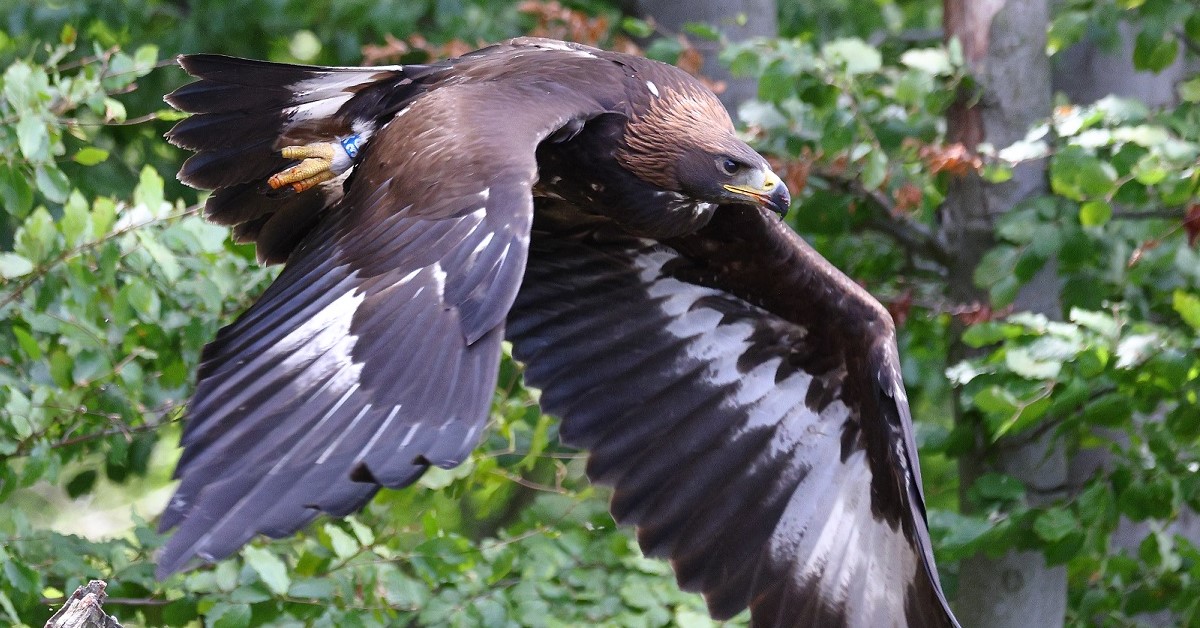 Ochrana dravcov na Slovensku