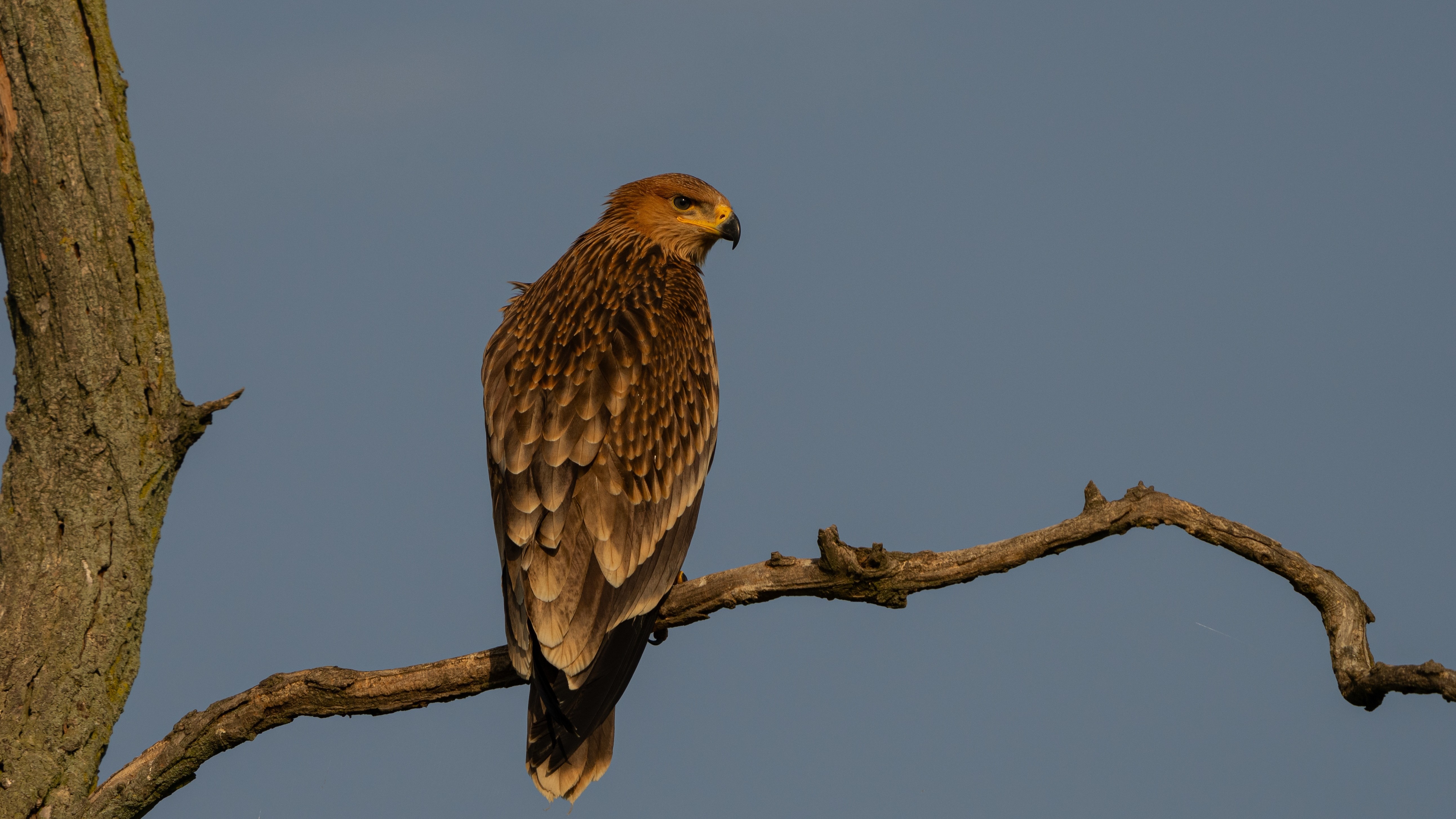 Ochrana dravcov na Slovensku
