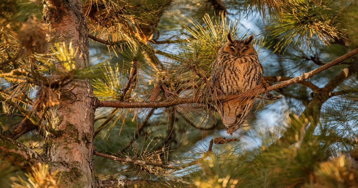Ochrana dravcov na Slovensku